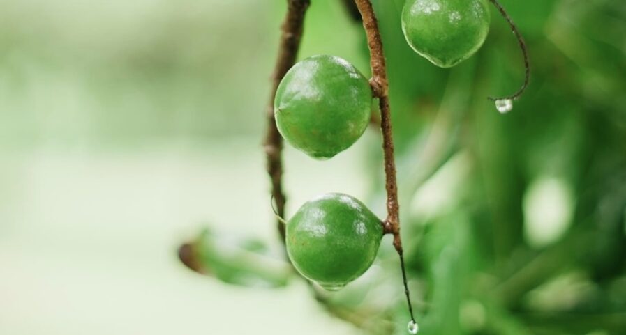 Macadamia nuts growing on a tree wet from the rain