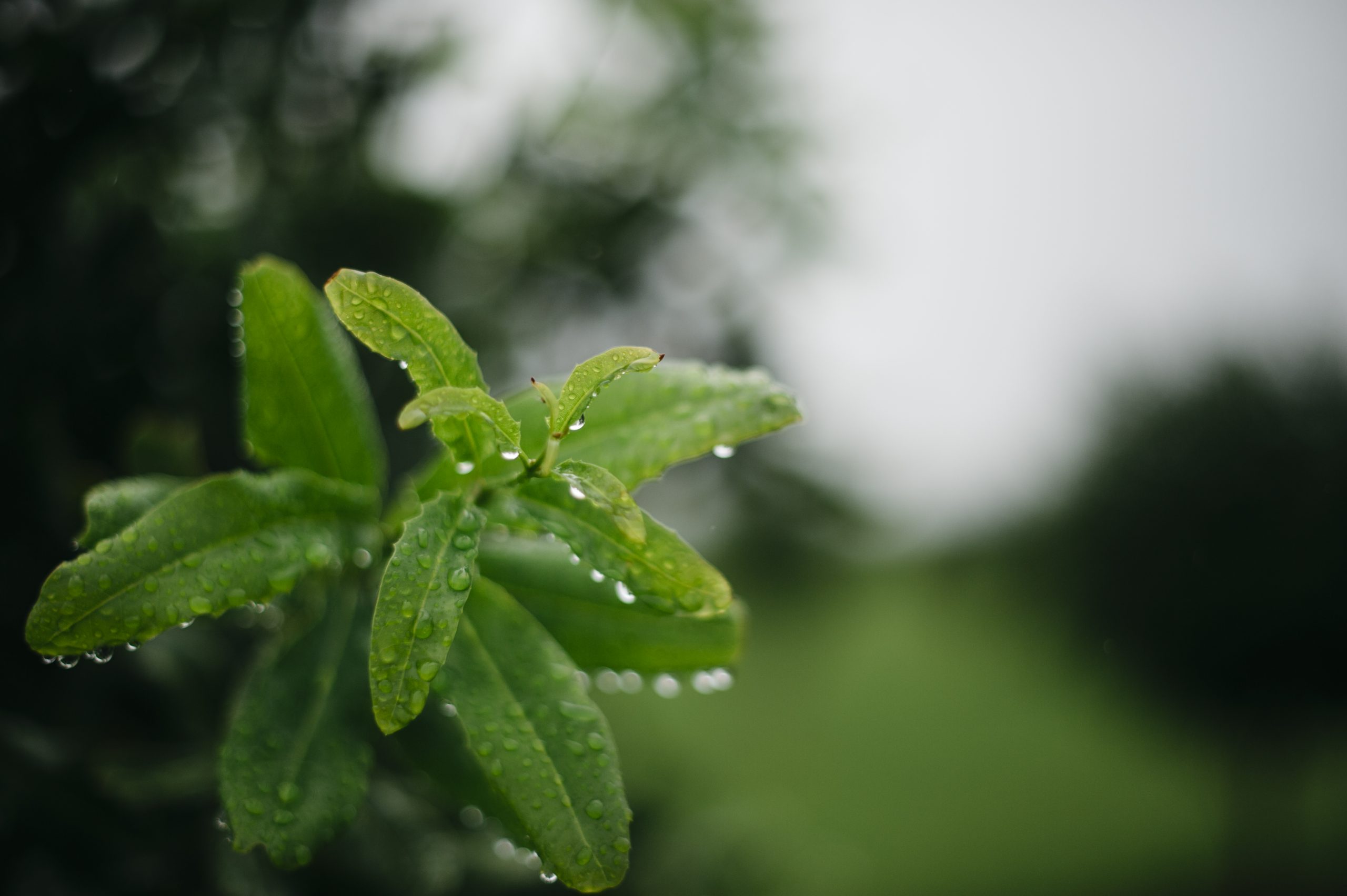 Water - Australian Macadamias