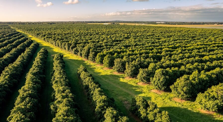 Aerial view of a macadamia orchard in Bundaberg Australia